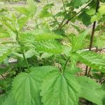 Защо копривата гори неслучайно: превръщане на плевела в еликсир за зеленчуковата градина zashto-koprivata-gori-nesluchayno-prevrashtane-na-plevela-v-eliksir-za.jpg