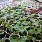 Защо люспите на лука се превърнаха в тайна съставка за разсада: разкриване на механизма на действие zashto-lyuspite-na-luka-se-prevarnaha-v-tayna-sastavka-za.jpg