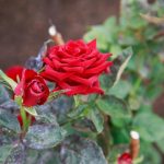 Защо обелките от банани се превърнаха в най-добрия приятел на розопроизводителите: тайната на пищния цъфтеж zashto-obelkite-ot-banani-se-prevarnaha-v-nay-dobriya-priyatel-na.jpg